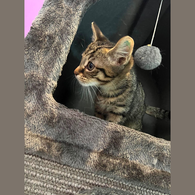 Photo of Bohdi