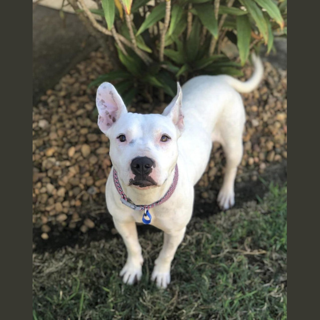 Photo of Indi