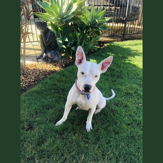 Photo of Indi