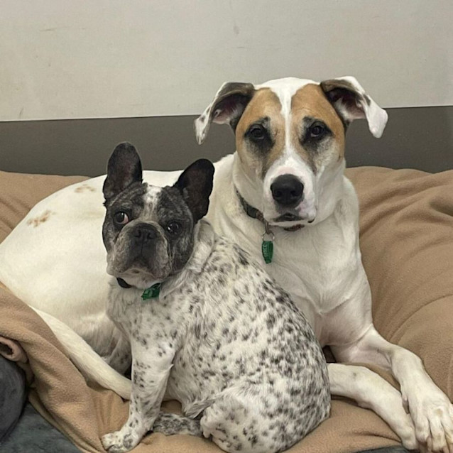 Photo of Caesar And Sophie