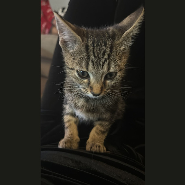 Photo of Teddy   George
