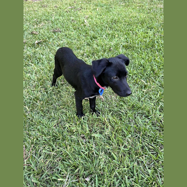 Photo of Shandy