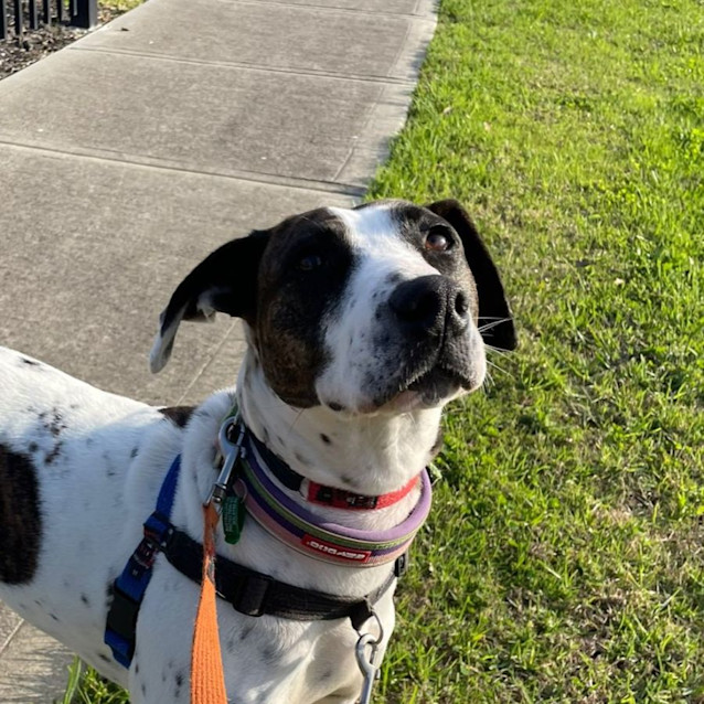 Photo of Tilly