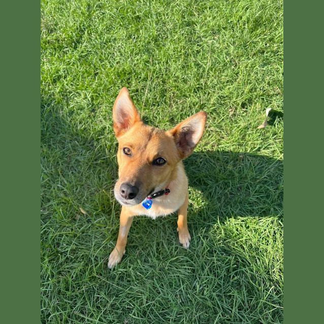 Photo of Stella