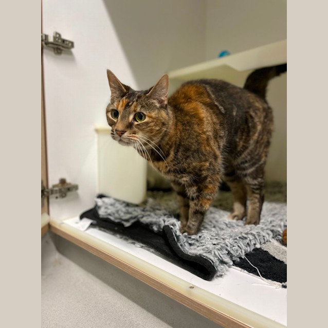 Photo of 🎀 Hattie 5101 🎀