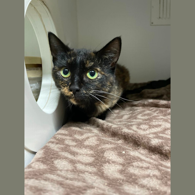 Photo of 🔥 Sassafras 5045 🔥