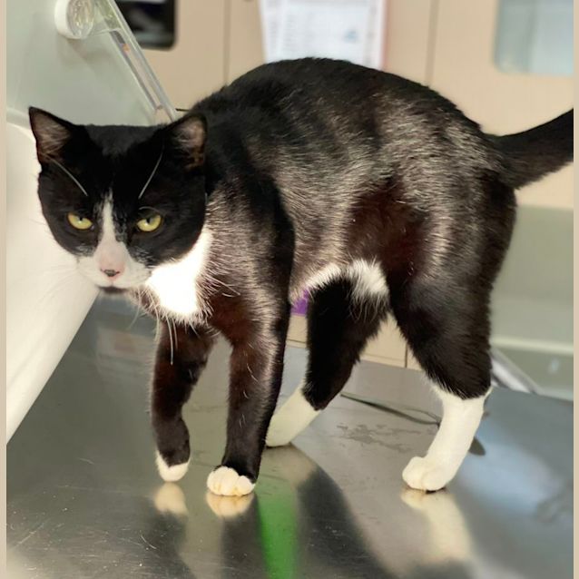 Photo of Marvin (6551)