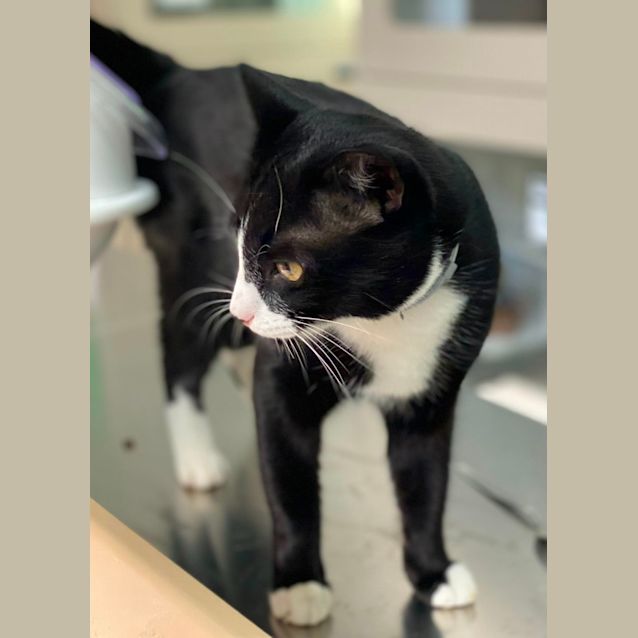 Photo of Marvin (6551)