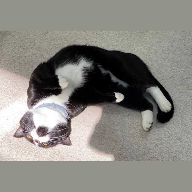 Photo of Marvin (6551)