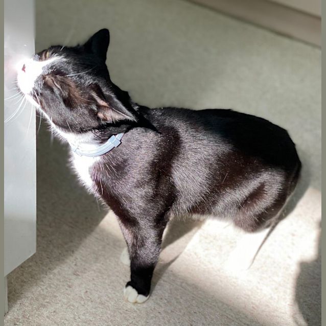 Photo of Marvin (6551)