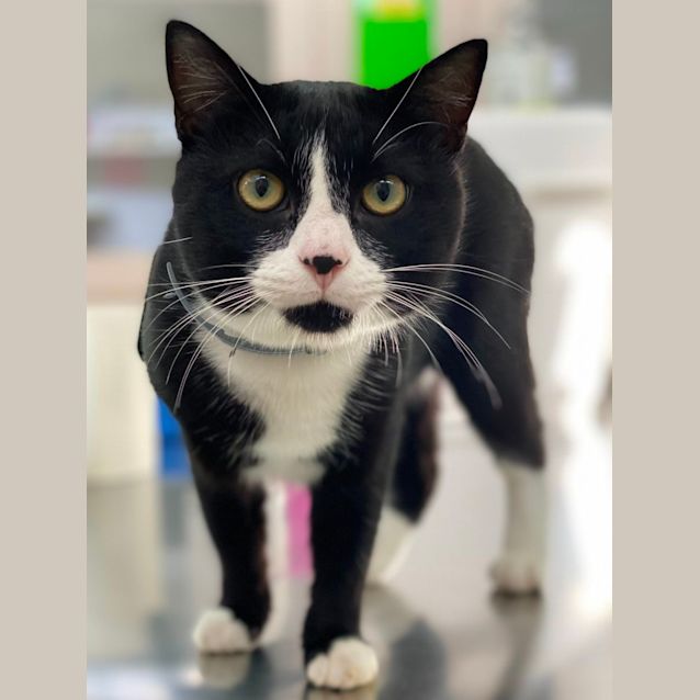 Photo of Marvin (6551)