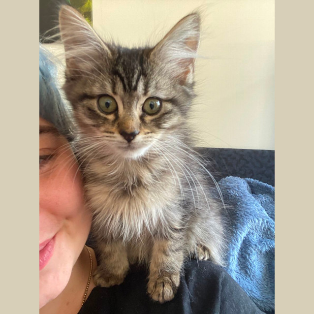 Photo of Warlock **2nd Chance Cat Rescue**