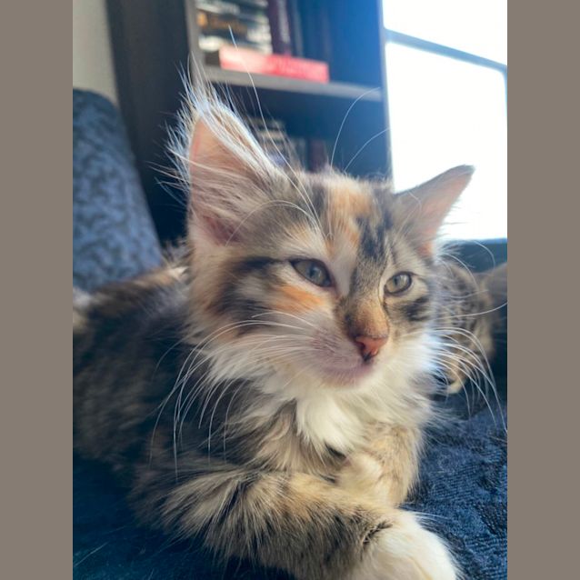 Photo of Druid **2nd Chance Cat Rescue**