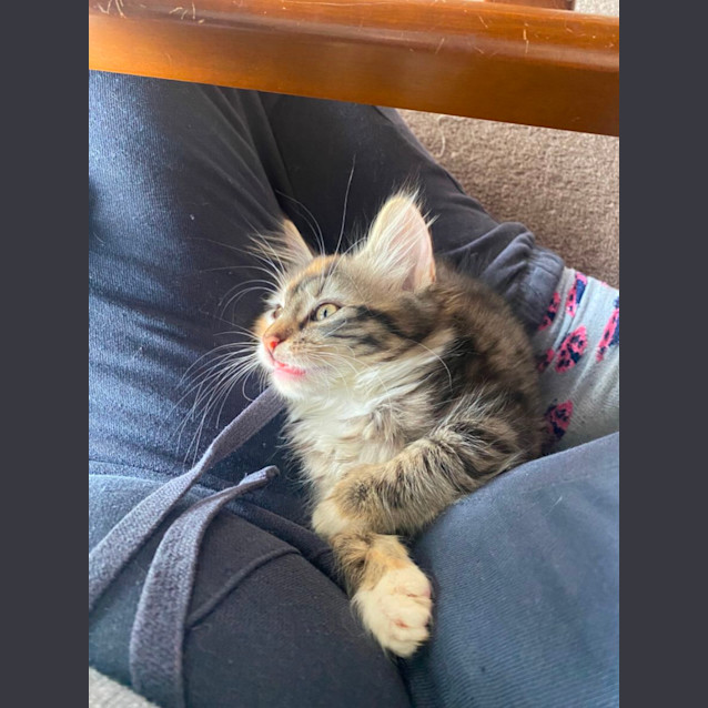 Photo of Druid **2nd Chance Cat Rescue**