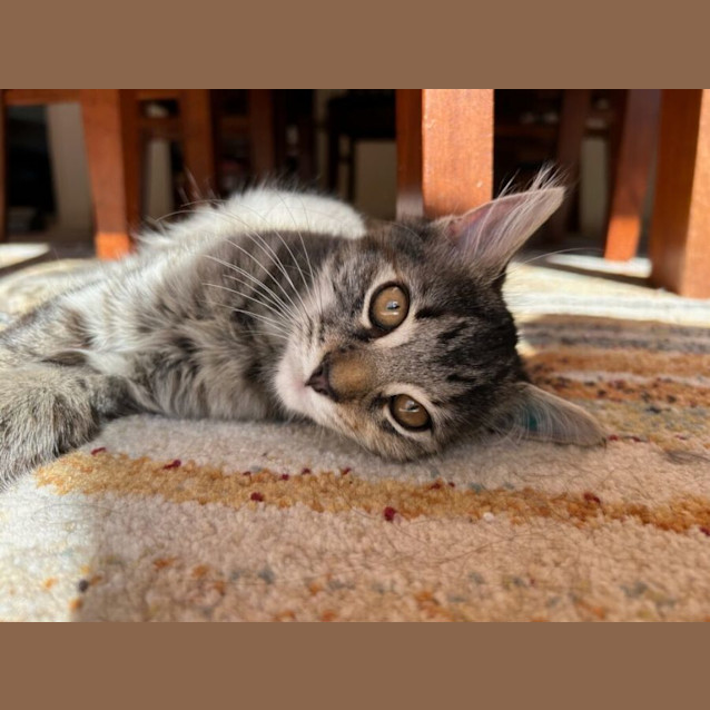 Photo of Daphne