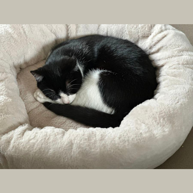 Photo of Mickey 🐈‍⬛