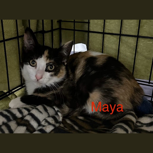 Photo of Maya & Margot 🌹