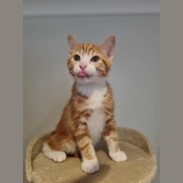 Photo of Ginge