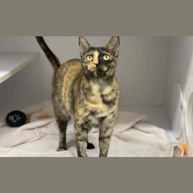 Photo of Dottie