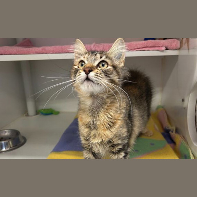 Photo of Clover