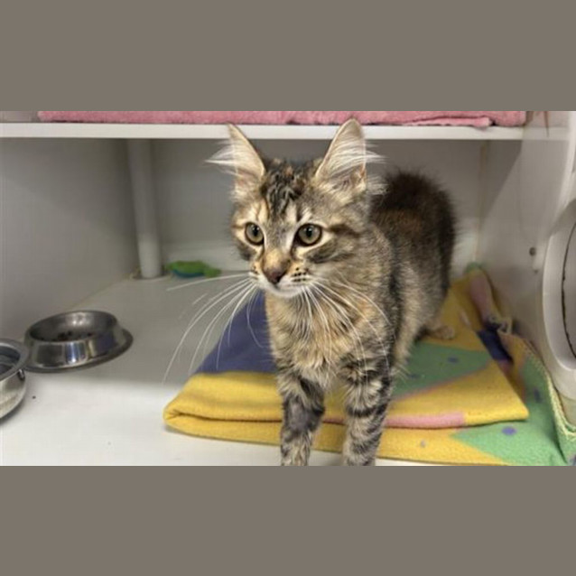 Photo of Clover