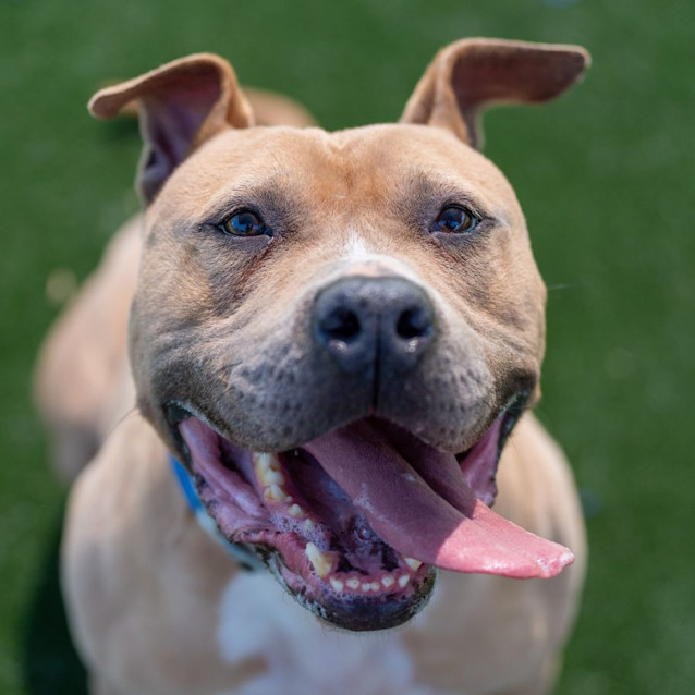 Photo of Bruce Imp 1802