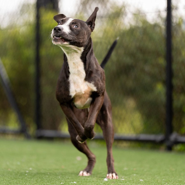 Photo of Lyka Imp 29