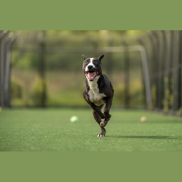 Photo of Lyka Imp 29