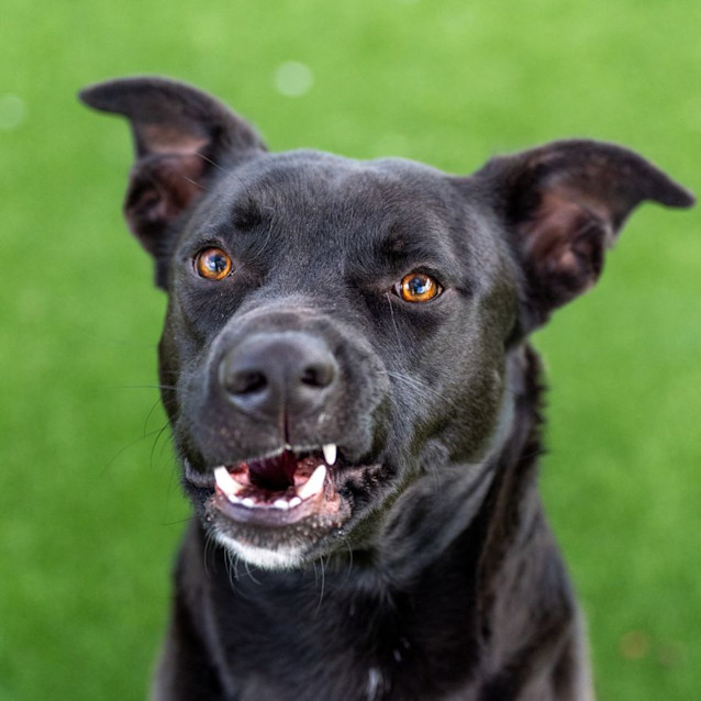 Photo of Alfie Imp 2419