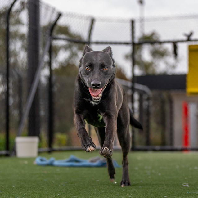 Photo of Alfie Imp 2419