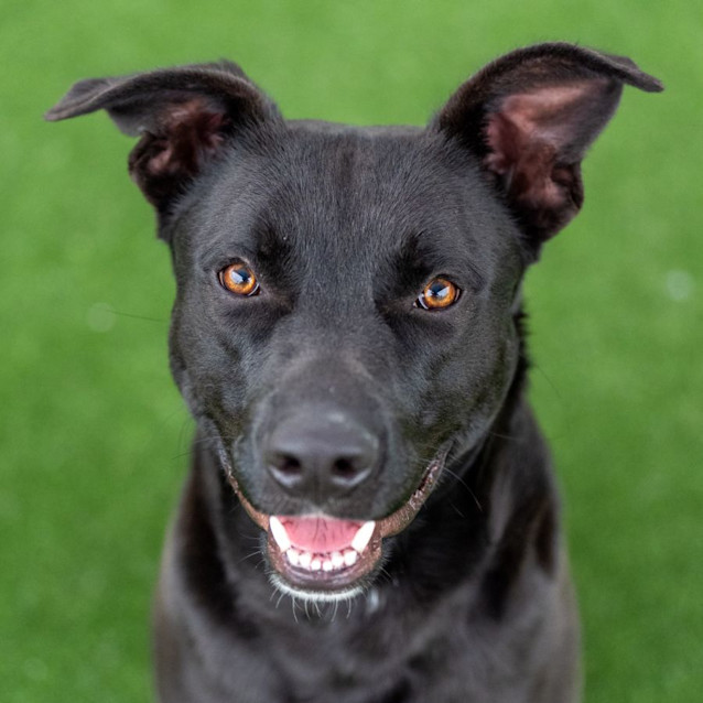 Photo of Alfie Imp 2419