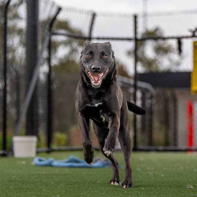 Photo of Alfie Imp 2419