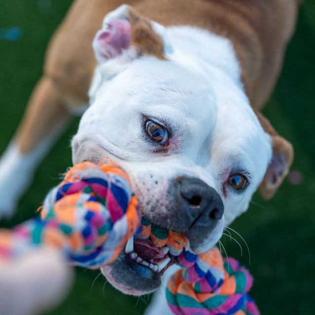 Photo of Ruby Imp 2340