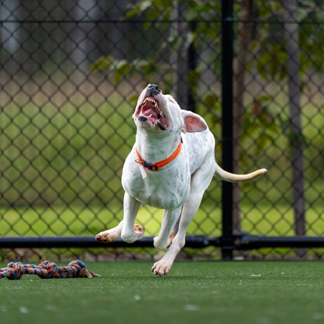 Photo of Wren Imp 2321