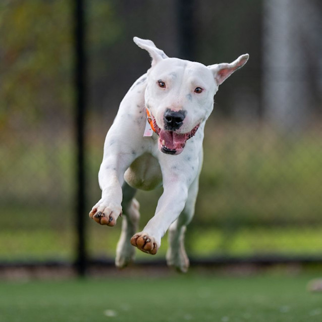 Photo of Wren Imp 2321