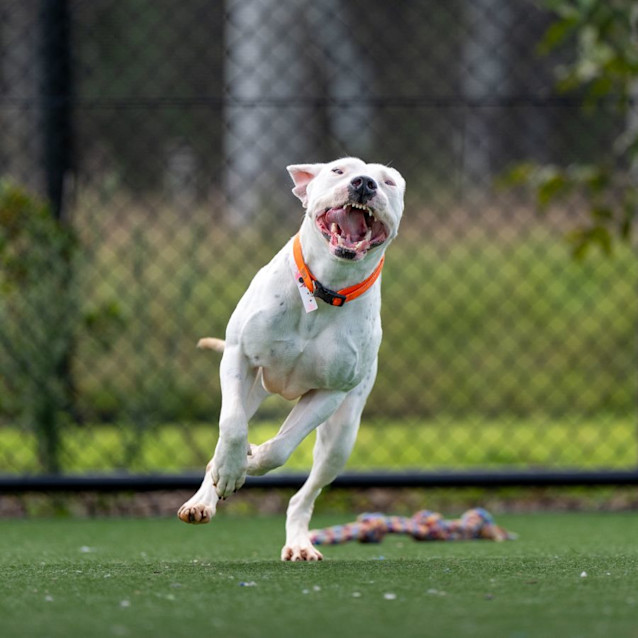 Photo of Wren Imp 2321