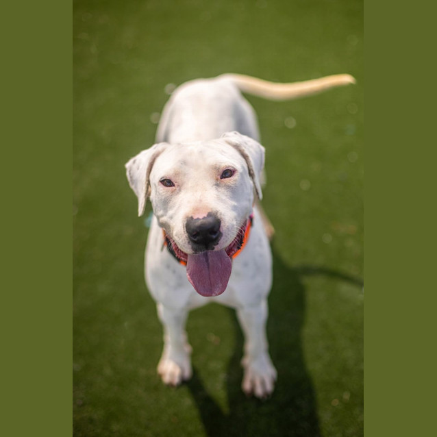 Photo of Wren Imp 2321