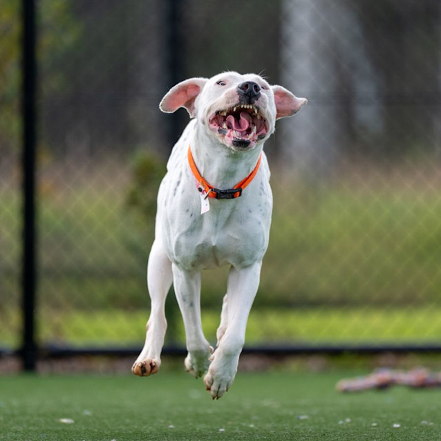 Photo of Wren Imp 2321