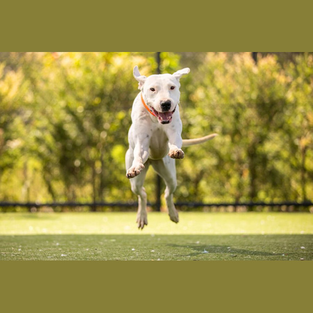 Photo of Wren Imp 2321