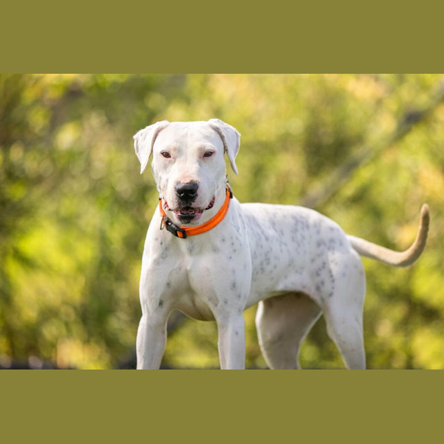 Photo of Wren Imp 2321