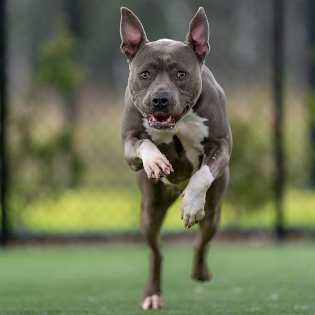 Photo of Storm Imp 407