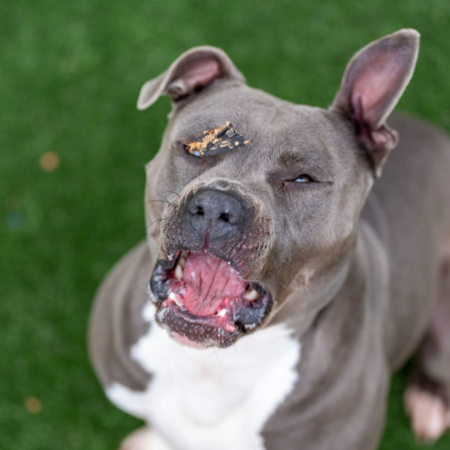 Photo of Storm Imp 407