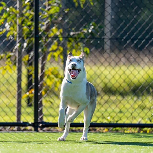 Photo of Skippy Imp 213