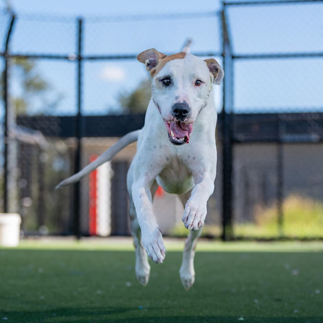 Photo of Sealy Imp 103