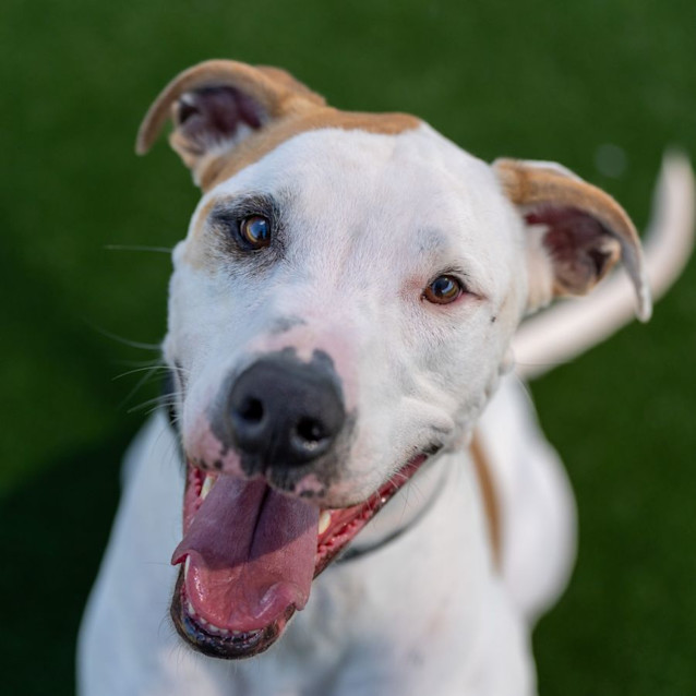 Photo of Sealy Imp 103