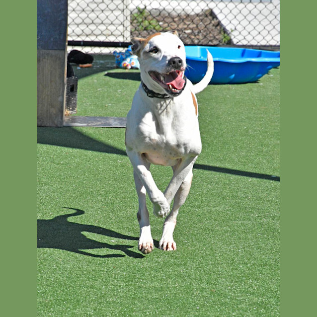 Photo of Sealy Imp 103