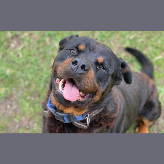 Photo of Hank
