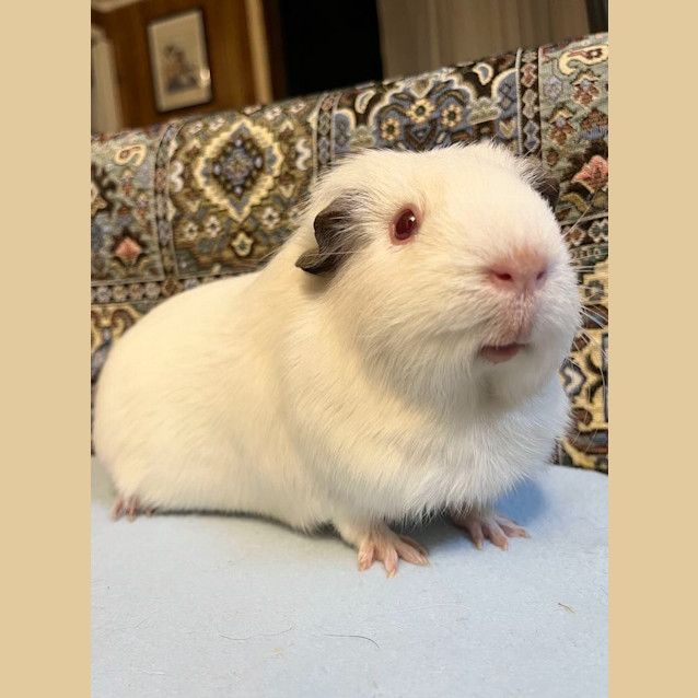 Photo of Princess / Rosie