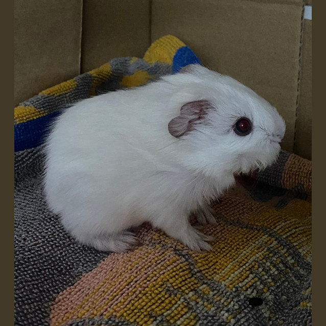Photo of Hazelnut