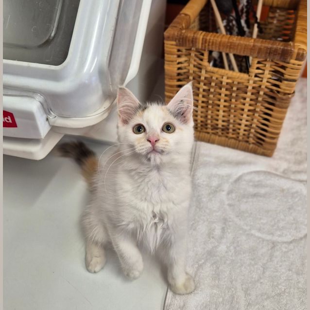 Photo of Pippa